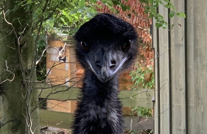 Tiere auf dem Campingplatz